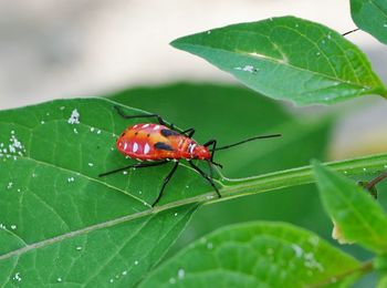 Close-up of insect on leaf