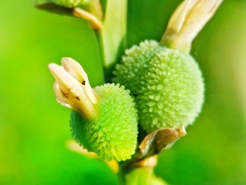 Close-up of flower growing outdoors