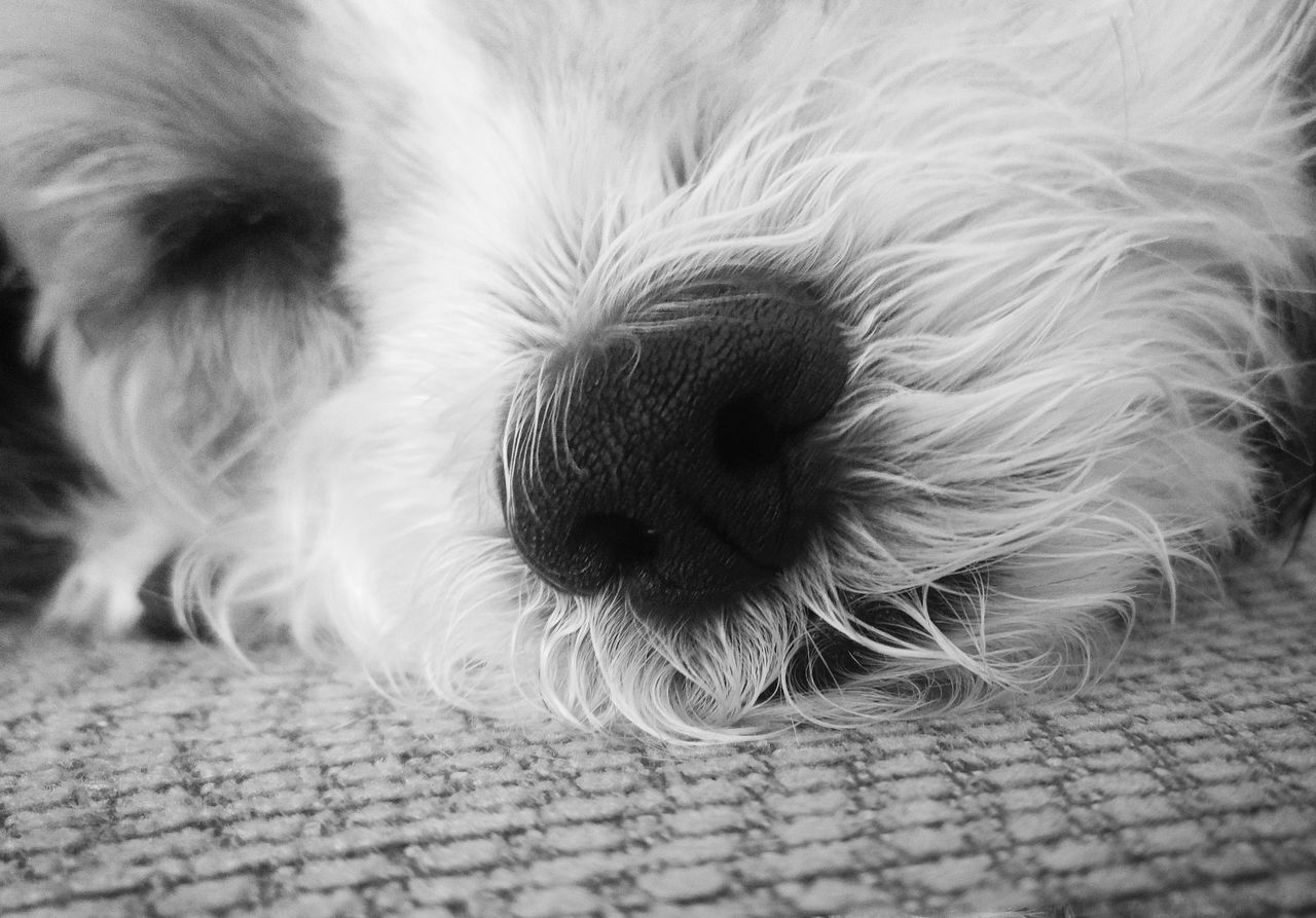 CLOSE-UP OF PUPPY OUTDOORS