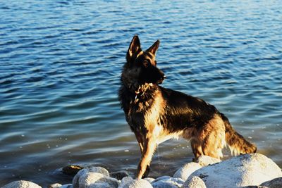 German shepherd standing on rocks by sea