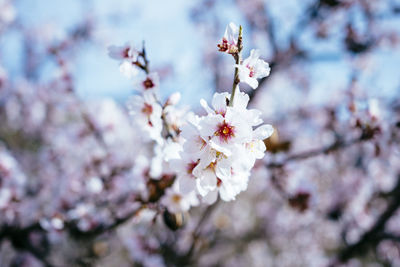 Close-up of almond blossoms in spring