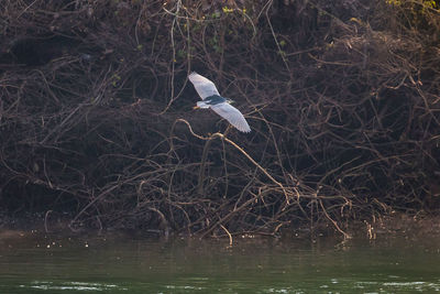 Bird flying over lake