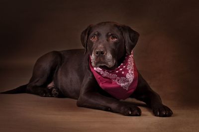 Portrait of dog sitting on floor at home