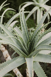 Close-up of plants