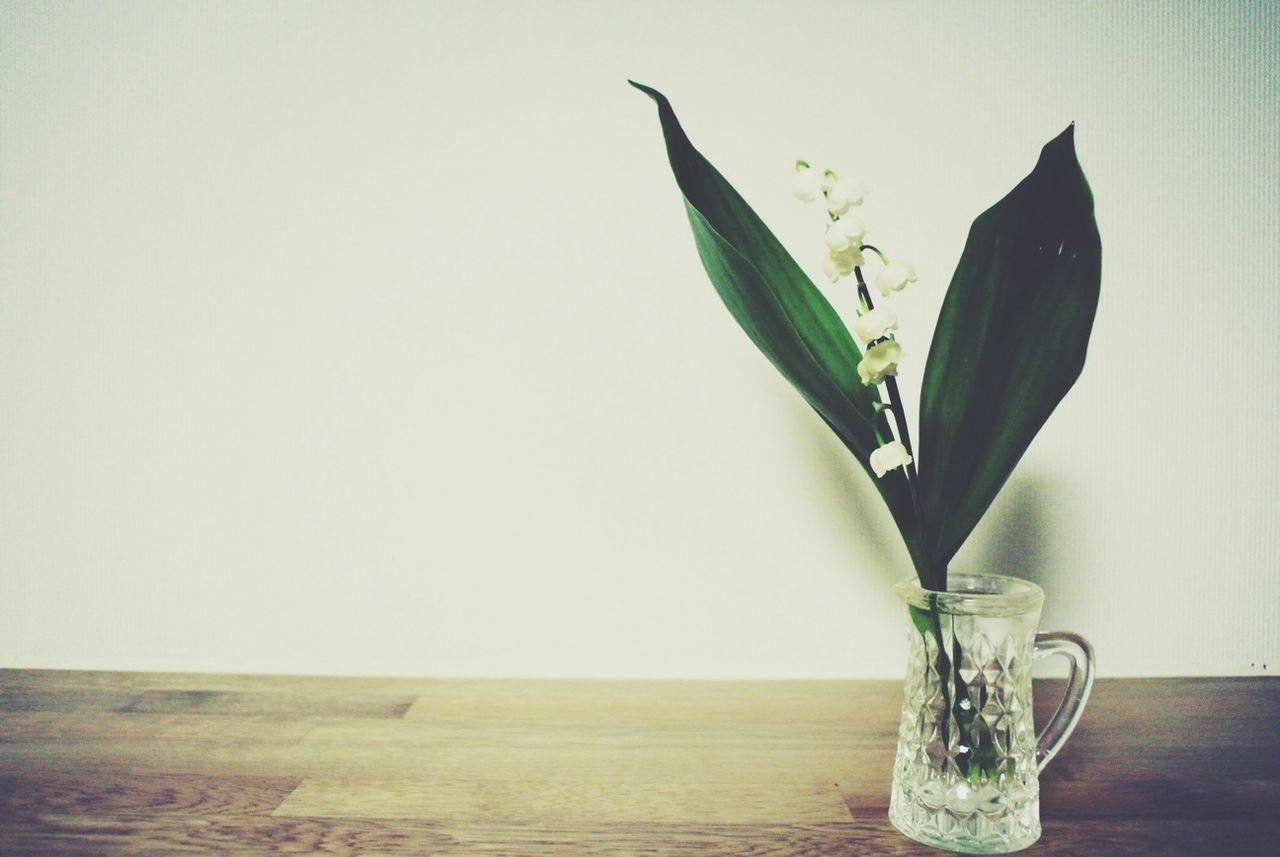 indoors, table, still life, vase, freshness, leaf, close-up, flower, plant, studio shot, potted plant, stem, green color, wall - building feature, home interior, white background, no people, copy space, fragility, growth