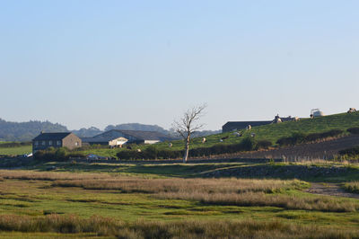 Scenic view of agricultural field against clear sky