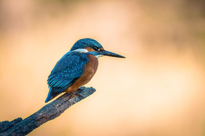 Close-up of bird perching on a branch