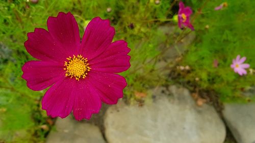 Close-up of pink flower