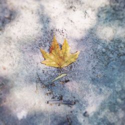 Close-up of maple leaves