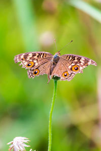 Close-up of butterfly pollinating on flower outdoors