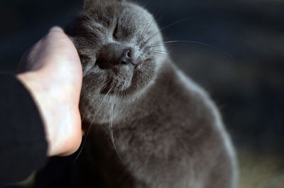 Close-up of hand holding cat