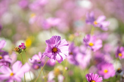 Close-up of pink cosmos flowers