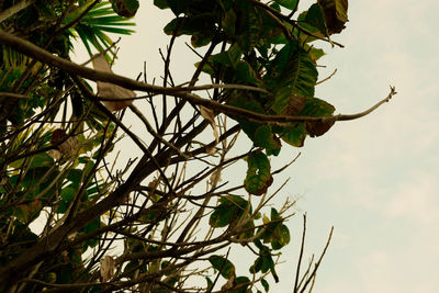 Low angle view of plant against sky