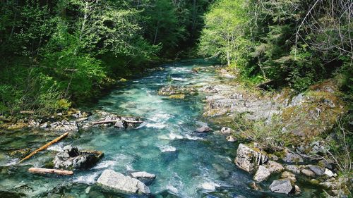 River flowing amidst trees in forest