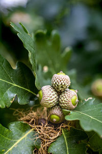 Close-up of acorns growing on tree