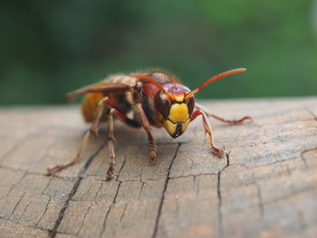 Close-up of insect on wood