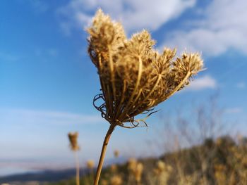 Close-up of wilted plant on field against sky