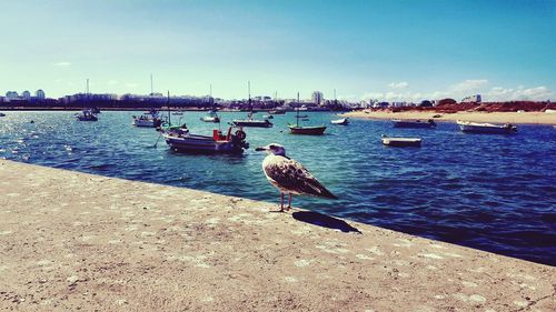 Birds perching on nautical vessel moored on sea against sky