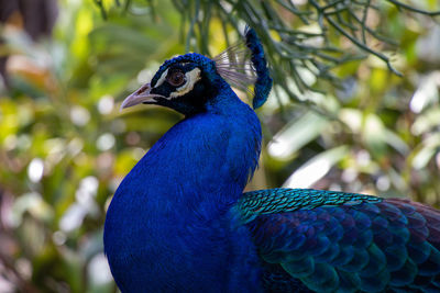 Close-up of a peacock