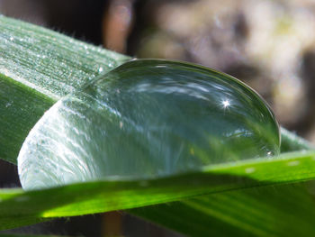 Close up of leaves
