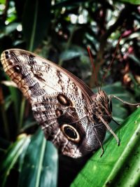 Close-up of butterfly