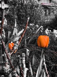 View of pumpkins and trees