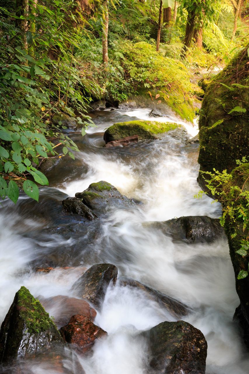 STREAM FLOWING AMIDST ROCKS IN FOREST