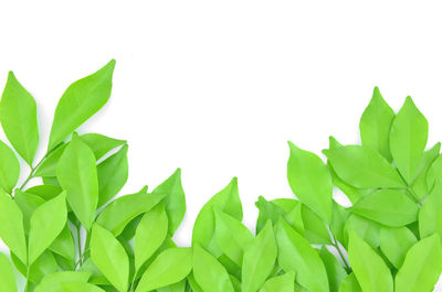 Close-up of leaves against white background