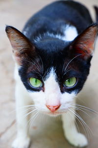 Close-up portrait of cat
