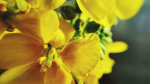Close-up of yellow flower