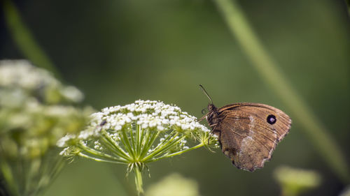 Close-up of butterfly pollinating on flower