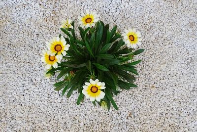 High angle view of yellow flowering plant