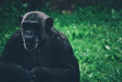 Close up of primate looking away