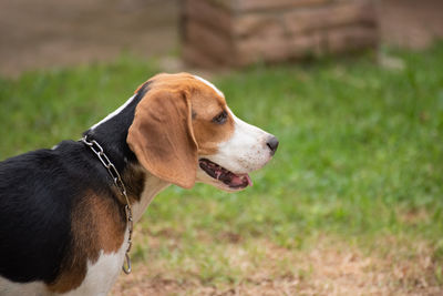 Dog playing on field