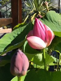 Close-up of pink flower