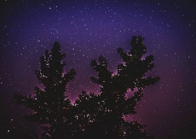 Low angle view of silhouette trees against clear sky at night