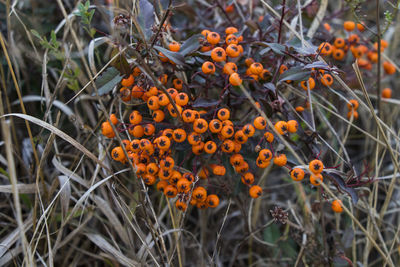 Buckthorn close-up, autumn orange berry