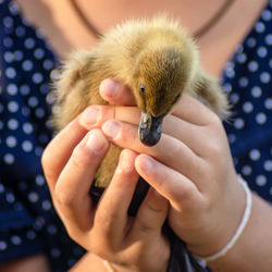 Close-up of woman holding bird