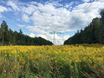 Scenic view of flowering plants on field against sky