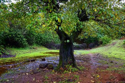 Trees growing in forest