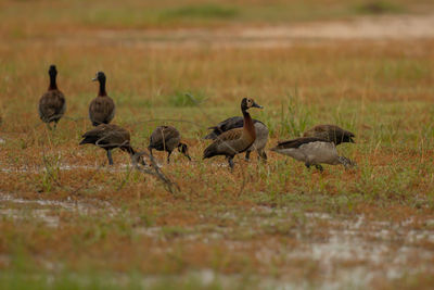 Flock of birds on field