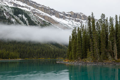 Scenic view of lake in forest