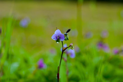 Close-up of purple flowering plant on field