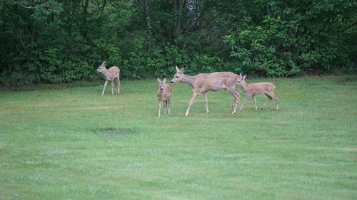 Deer in a field