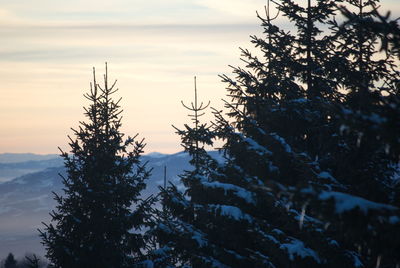 Pine trees against sky during sunset