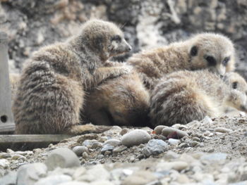 Close-up of sheep on rock