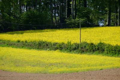 Scenic view of field against trees