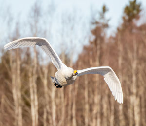 View of a swan flying