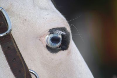 Close-up of animal eye