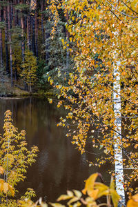 Scenic view of lake by trees during autumn